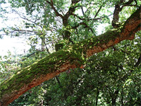 Верхний Дендрарий - Пробковый дуб