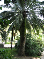 Верхний Дендрарий - Слоновая пальма