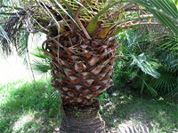 Верхний Дендрарий - Ствол пальмы