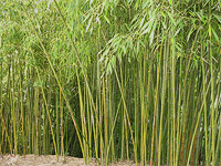 Верхний Дендрарий - Бамбуковая роща