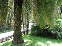 Верхний Дендрарий - Под пальмой