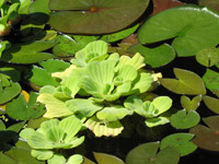 Верхний Дендрарий - Водяное растение