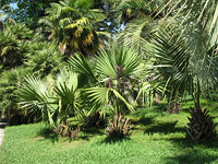 Верхний Дендрарий - Пальмы