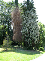 Верхний Дендрарий - Цветущее дерево