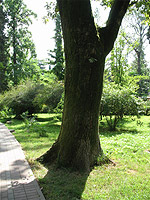 Парк Ривьера - старый дуб