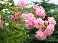 Сочи - Сочинские розы