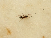 На Черном море - Приморский муравей