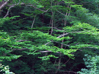Туапсинский район - Деревья над горным ручьем