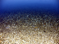 На Черном море - Прибрежная галька