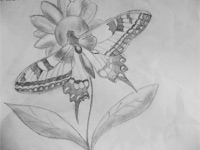 «Бабочка»